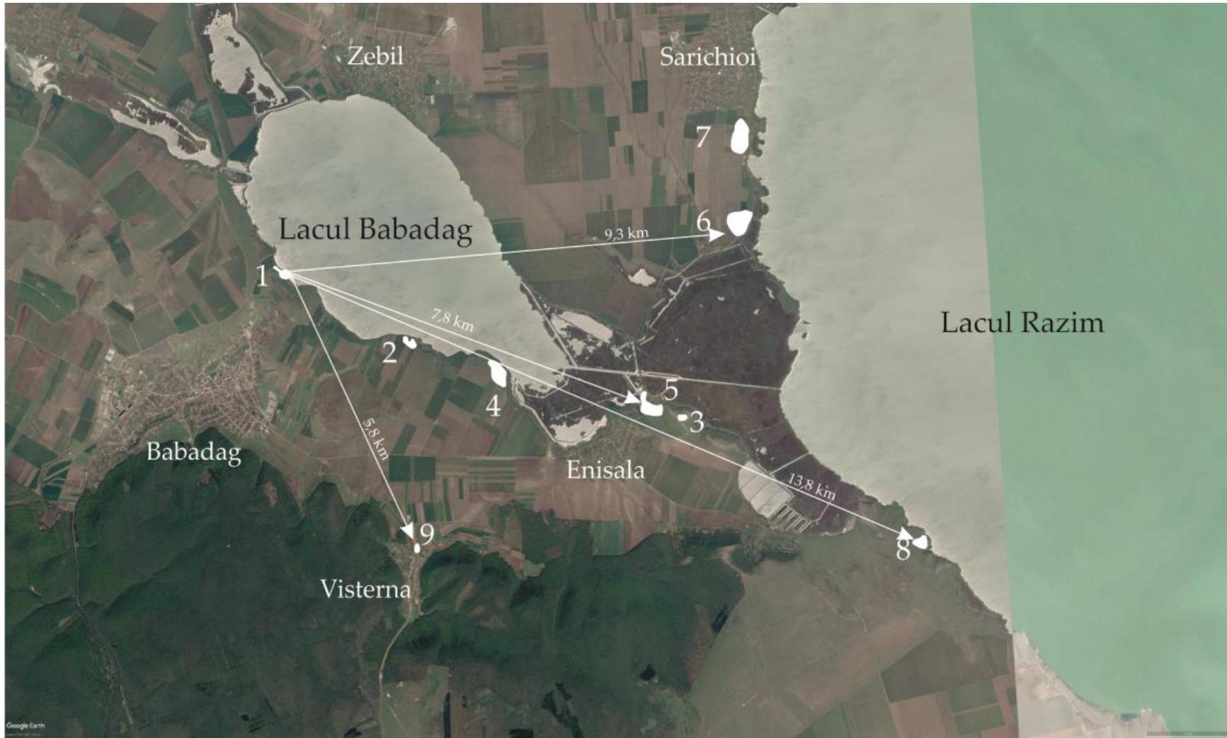the political and demographical situation of the Western Black Sea coast on the threshold of the Greek colonisation.  Fig. 12. Sites from the Early Iron Age in the area of the Babadag Lake.  From a chronological perspective, these settlements were active during the 10% and 9% centuries BC. The only site existing uninterruptedly during the entire period is that from Babadag—Cetitwie. Its complex stratigraphy, more than 2 m deep, as well as the only ample fortification structures give a unique character to this settlement. Such a fortification system would have no doubt needed coordination of efforts and a vast mobilisation of the community. The unique character of the site from Babadag is a proof of its importance in the region, as most probably represented the centre around which the other settlements were created and which played a preeminent role in the exploitation of this territory for two centuries. 