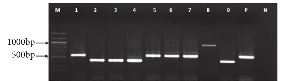 (PDF) Molecular Characterization of African Swine Fever Viruses from ...