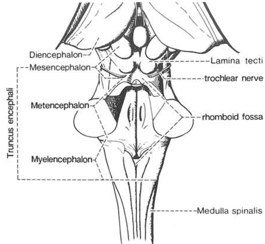 (PDF) Surgical Anatomy of the Brainstem