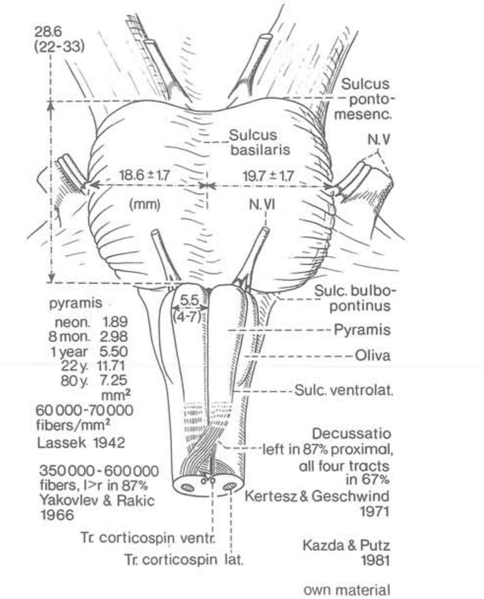 Pyramids Pons (PDF) Surgical Anatomy of the Brainstem