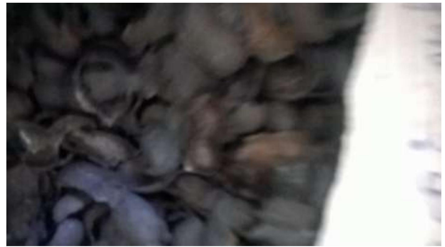 Figure 1 - from Adsorption of lead, cadmium, and mercury