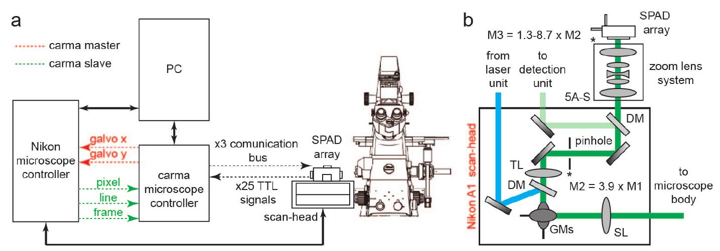 Carma Array (PDF) A robust and versatile platform for image scanning microscopy ...