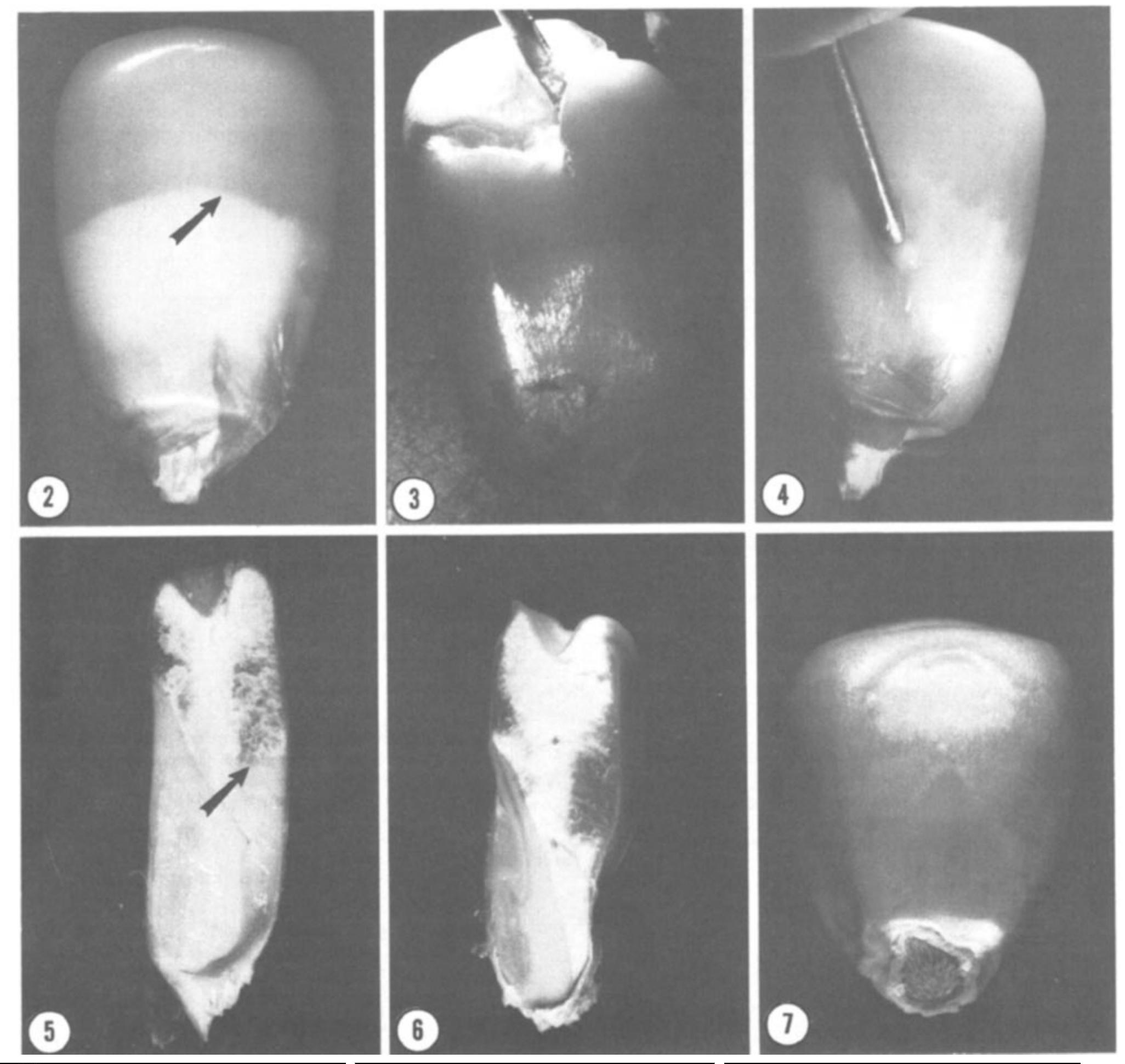 (PDF) Using the Kernel Milk Line to Visually Monitor Grain Maturity in ...