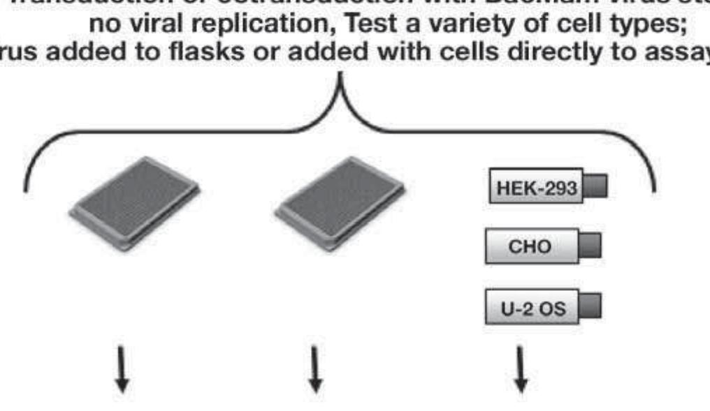 ベース The NUDE CABLE D-TUNE Type-B 3.0m PDF) Baculovirus and Insect Cell Expression