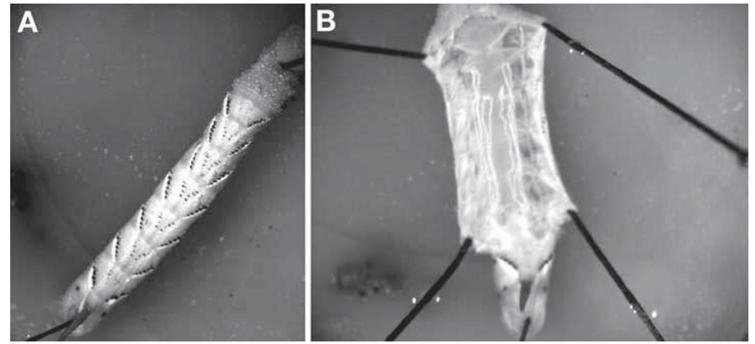PDF) Baculovirus and Insect Cell Expression