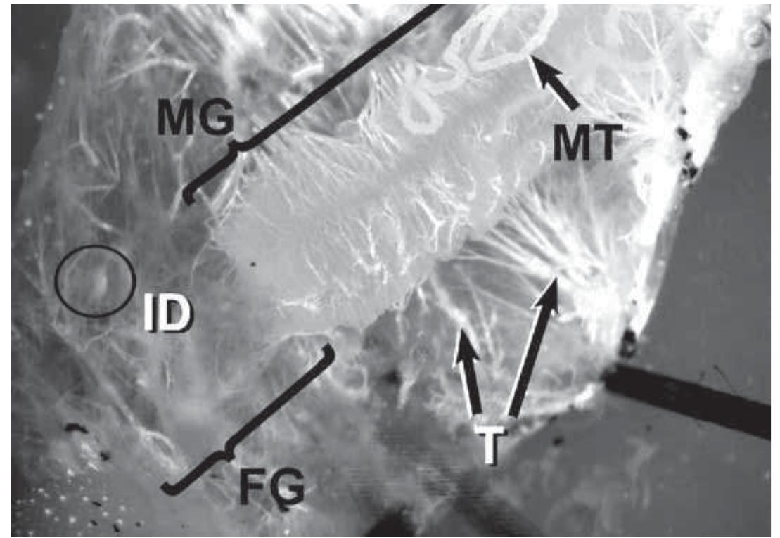 ics factory　B・DRIVE CS -ver.s- PDF) Baculovirus and Insect Cell Expression