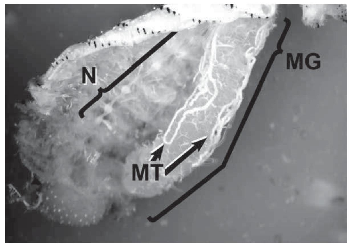 PDF) Baculovirus and Insect Cell Expression