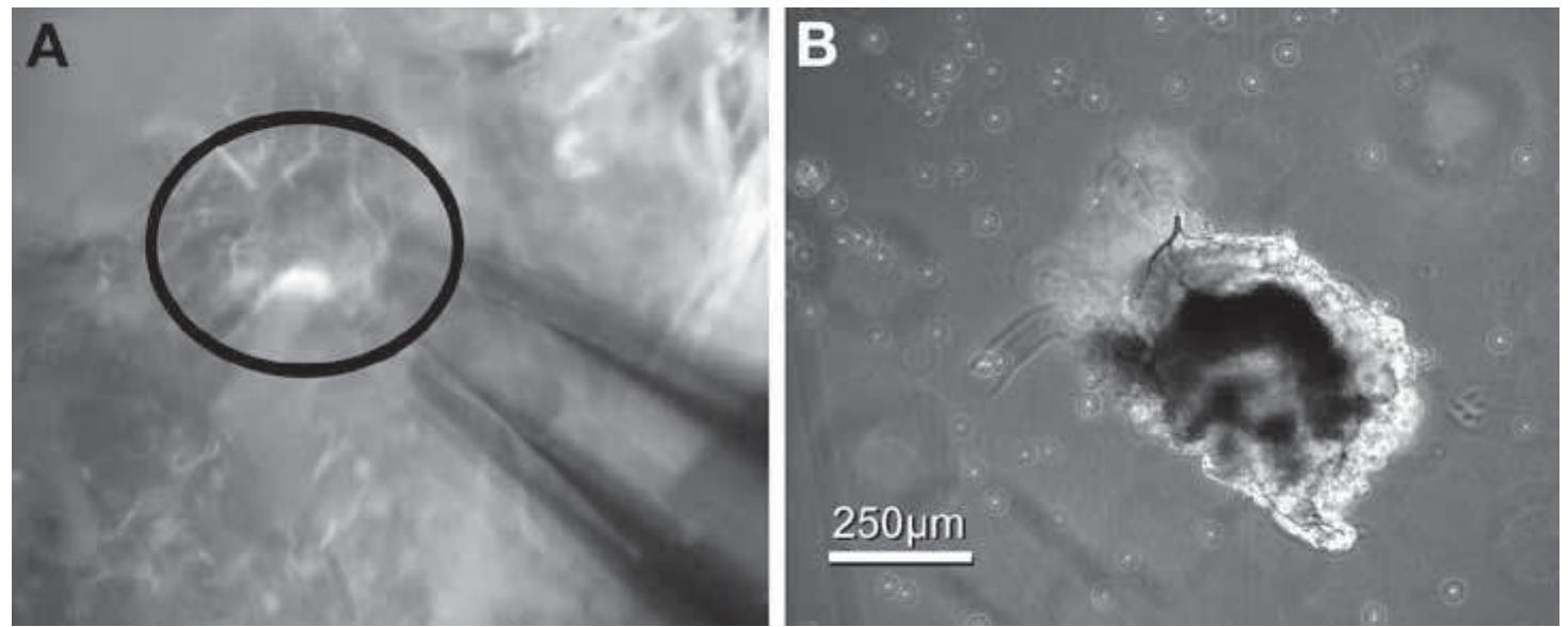ics factory　B・DRIVE CS -ver.s- PDF) Baculovirus and Insect Cell Expression