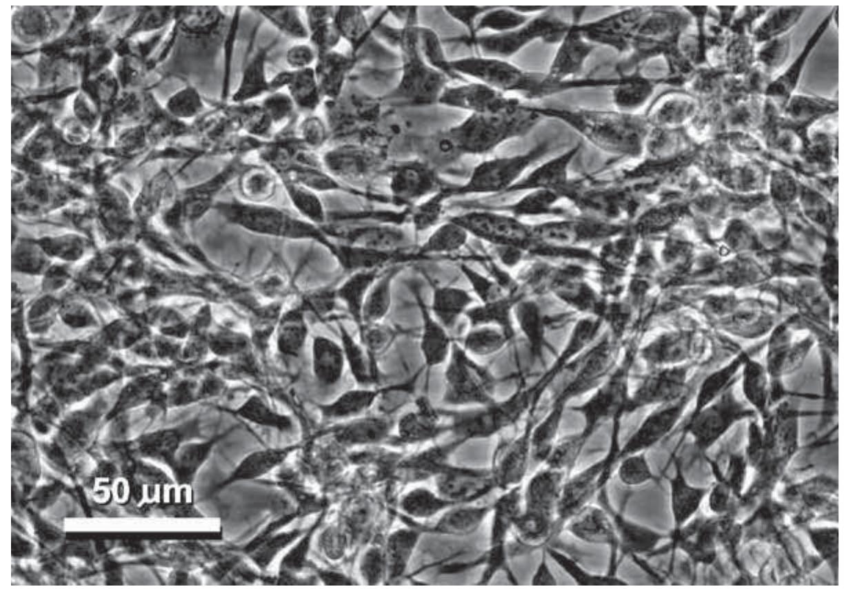 ics factory　B・DRIVE CS -ver.s- PDF) Baculovirus and Insect Cell Expression