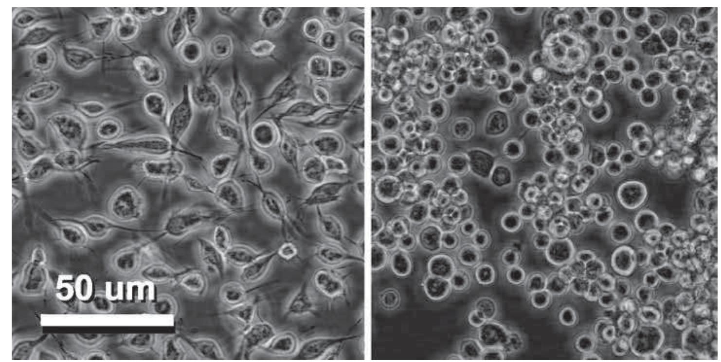 ics factory　B・DRIVE CS -ver.s- PDF) Baculovirus and Insect Cell Expression