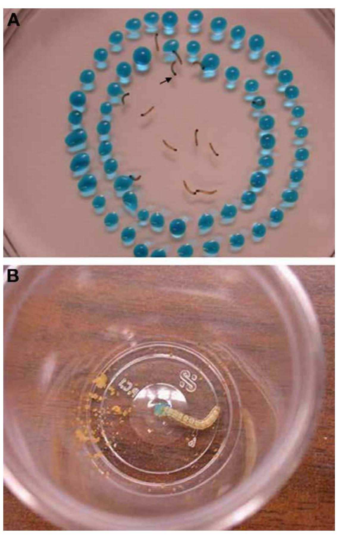 PDF) Baculovirus and Insect Cell Expression