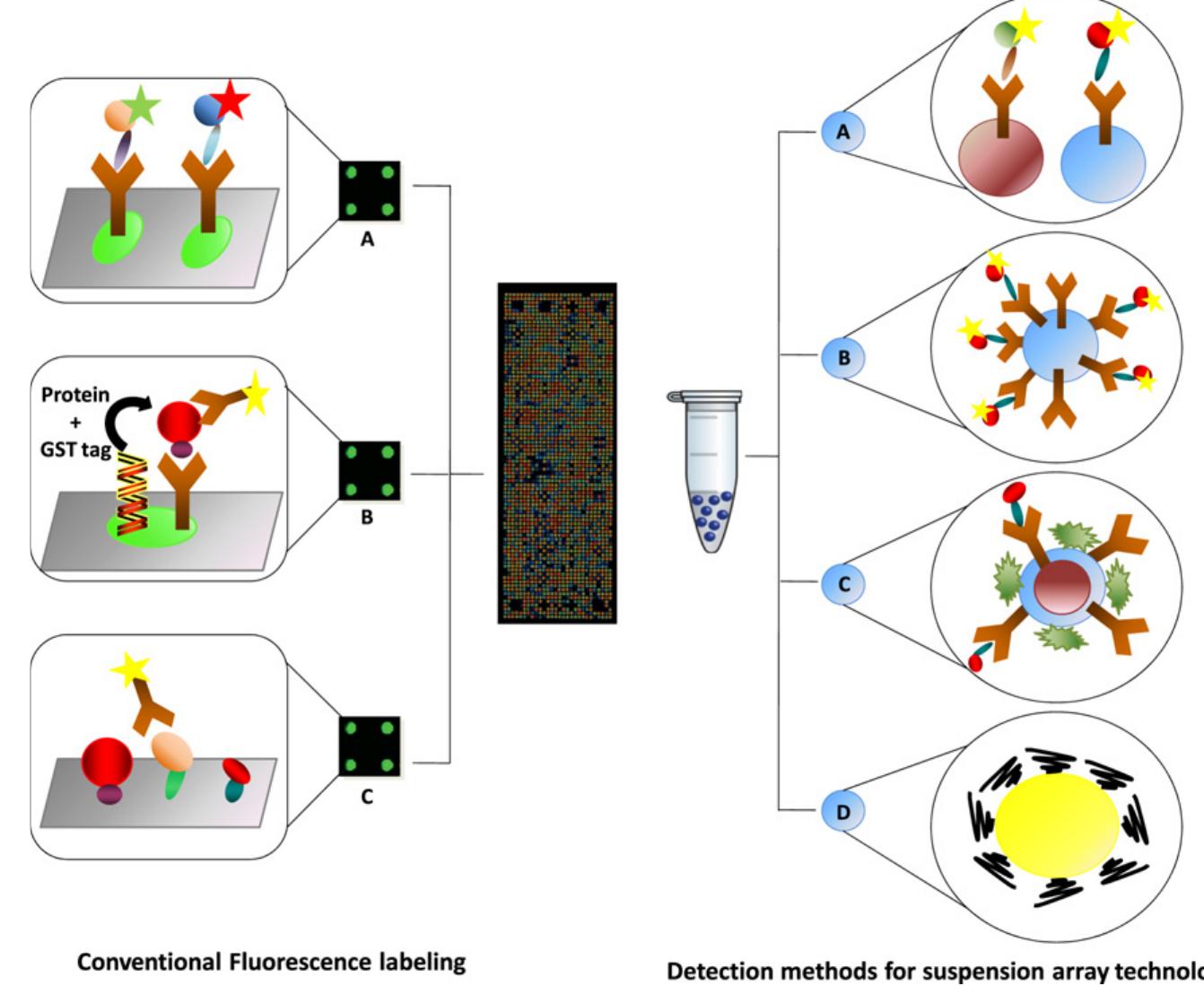 Microarray Nanotechnology (PDF) Nanotechniques in proteomics: Protein microarrays and novel ...