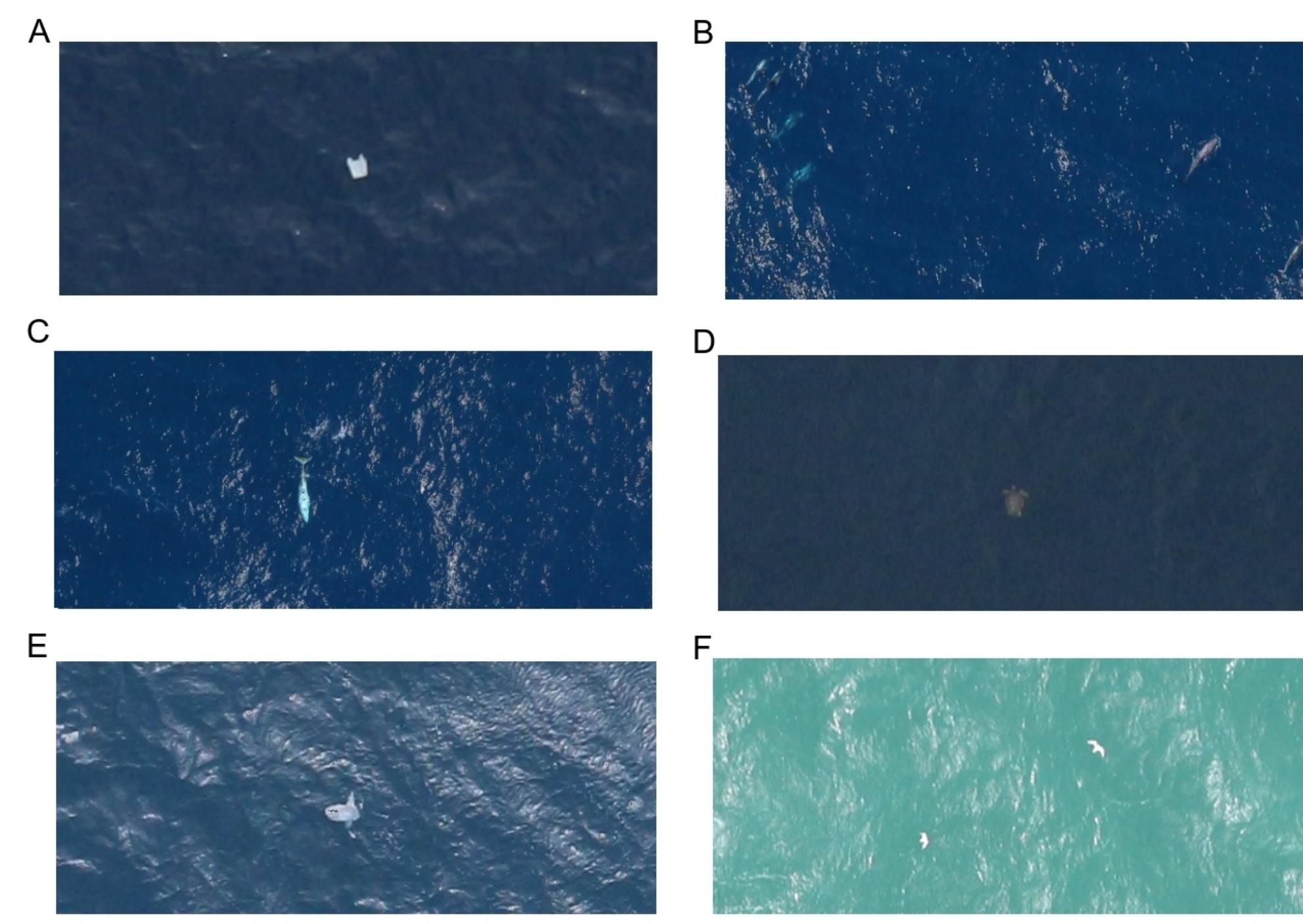 (PDF) Who’s better at spotting? A comparison between aerial photography ...