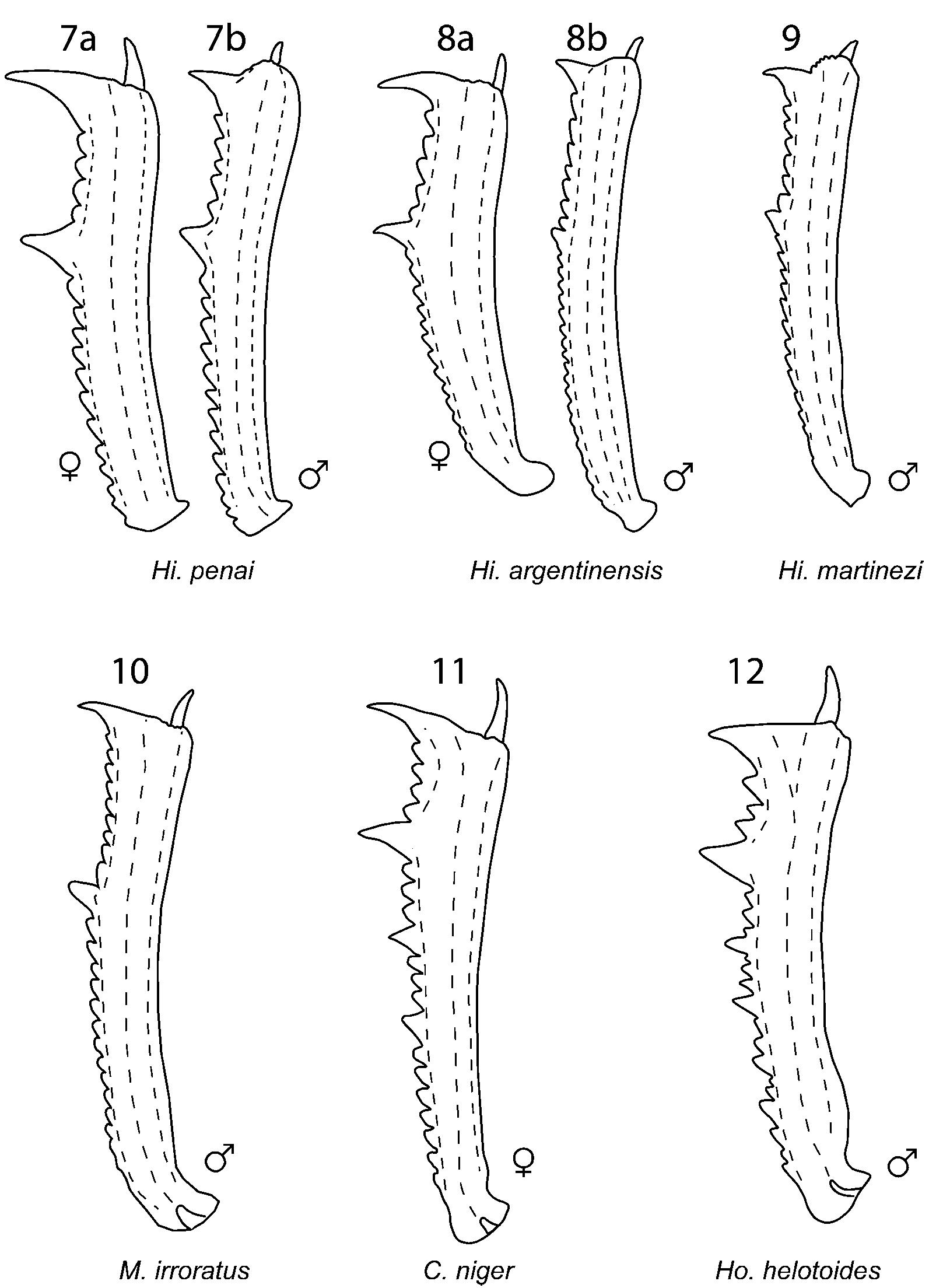 Protibiae (PDF) Revision of the South American Ceratognathini (Coleoptera ...