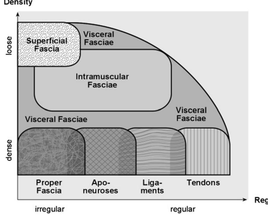 Figure 1 - from Training principles for fascial connective
