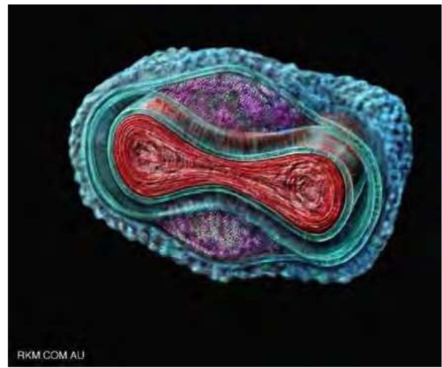 Figure 1.2: The Smallpox virus. The smallpox virus consists of genetic material (one molecule of double stranded DNA) contained in a core (red). In this illustration, the virus is tilted, showing the rounded biconcave brick shape of the core, in whose depressions nestle the "lateral bodies" (purple). The function of the lateral bodies is unknown. The virus includes several layers of host cell membrane (green & blue) added at various points in its life cycle. Source: Russell Kightley Media [73]. 
