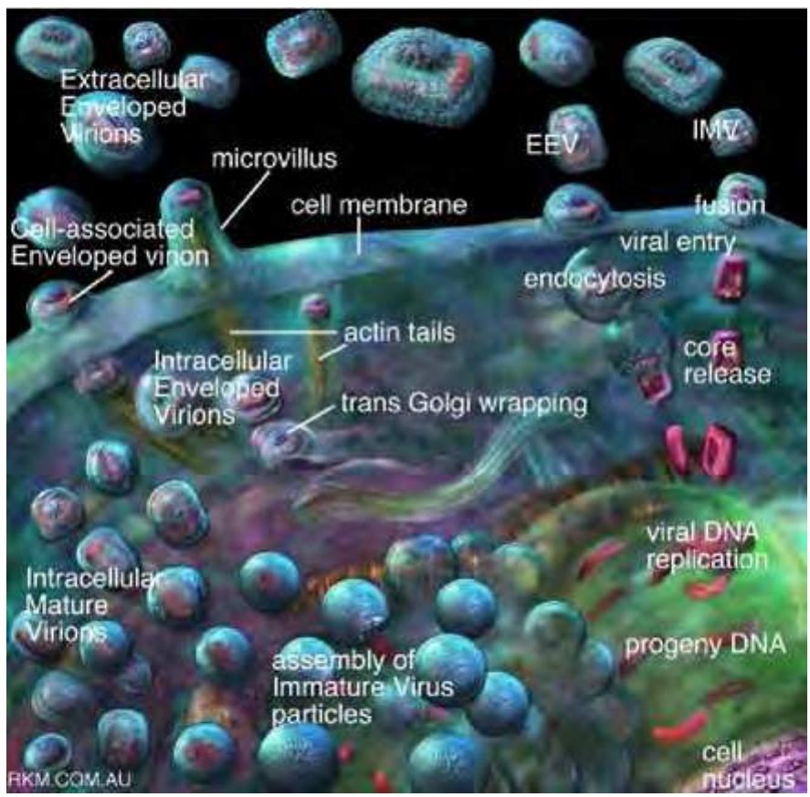Figure 1.3: Variola virus life cycle. Source: Russell Kightley Media [73]. 