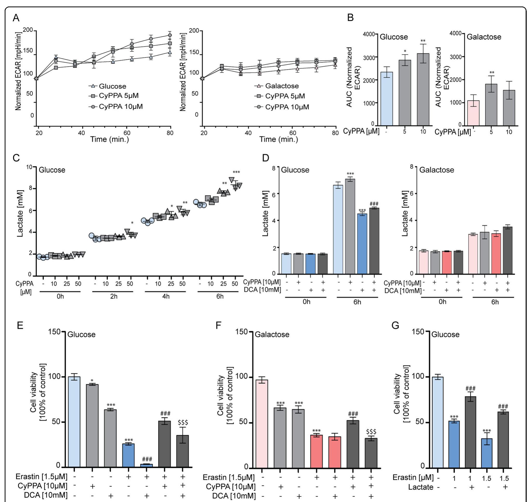 Sk channel-mediated increase in glycolytic activity is
