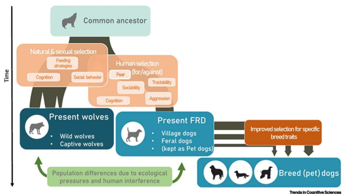 Dog Iterative Process (PDF) Being a Dog: A Review of the Domestication Process