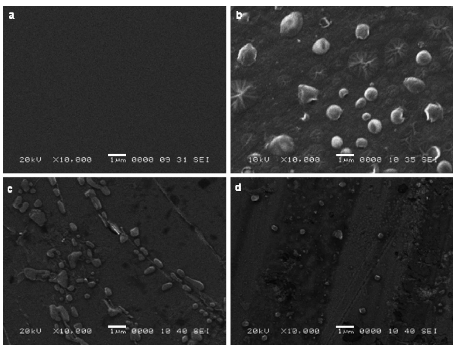 Scanning electron micrograph showing the surface morphology