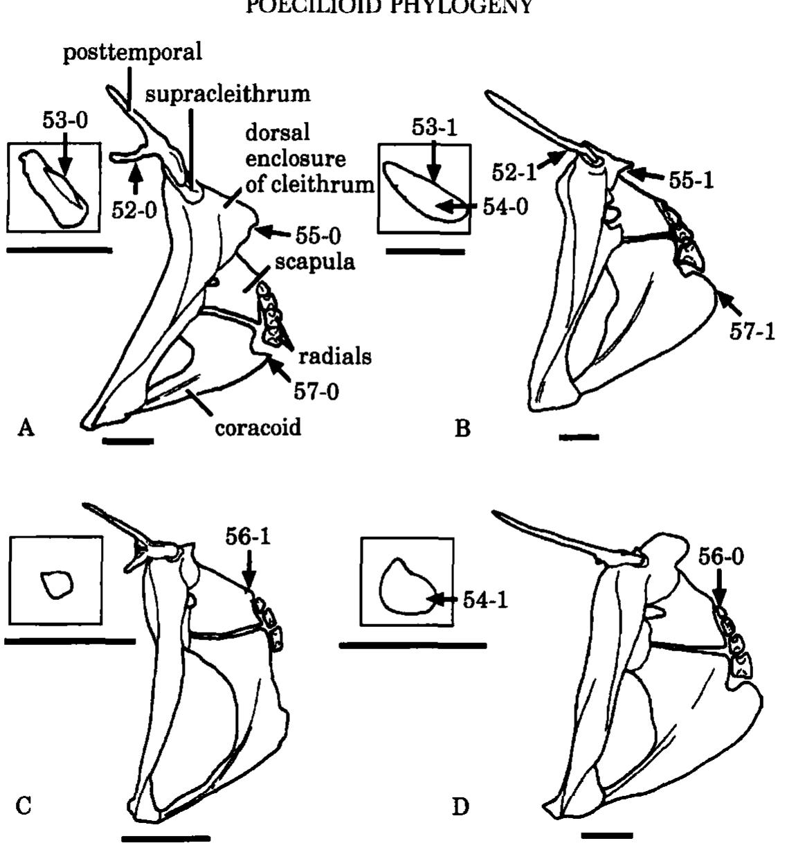 Left lateral view of proximal and middle anal radials two