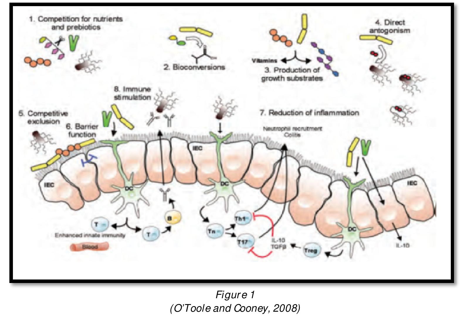 (PDF) The Use of Probiotics in Prevention and Treatment of Diseases