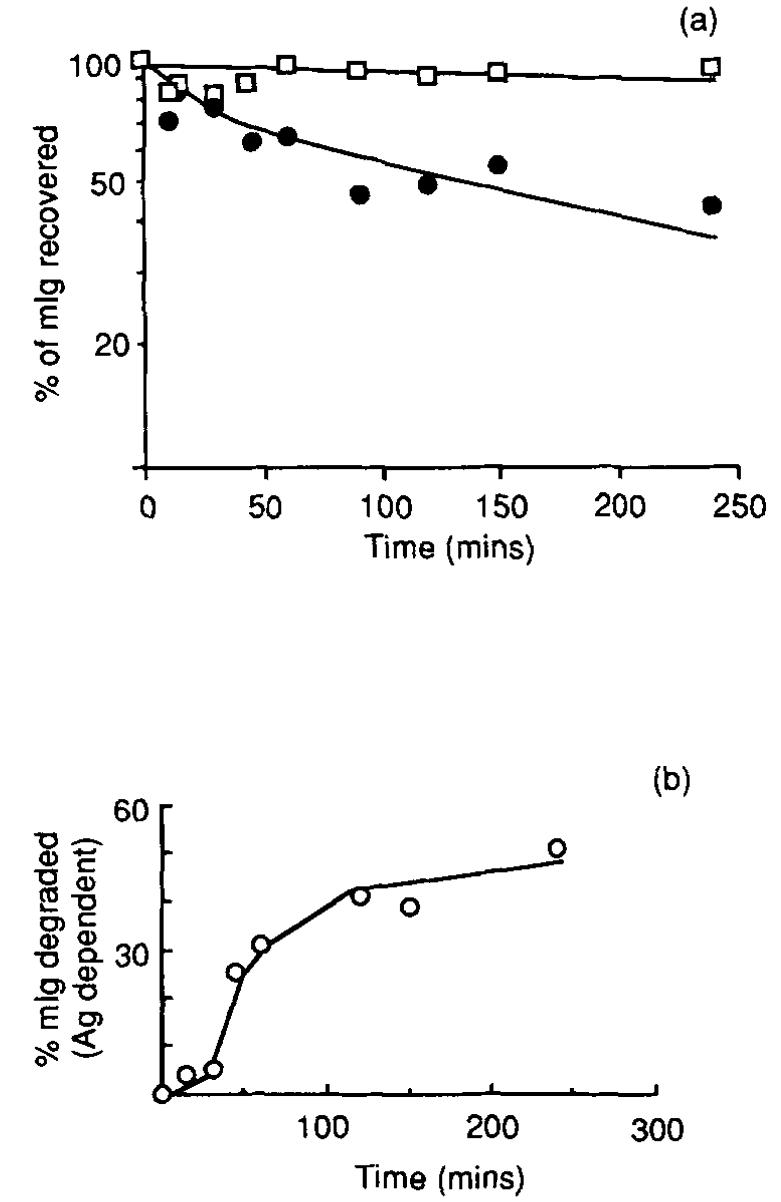 Kinetics of endocytosis of occupied and unoccupied mlgg. a46