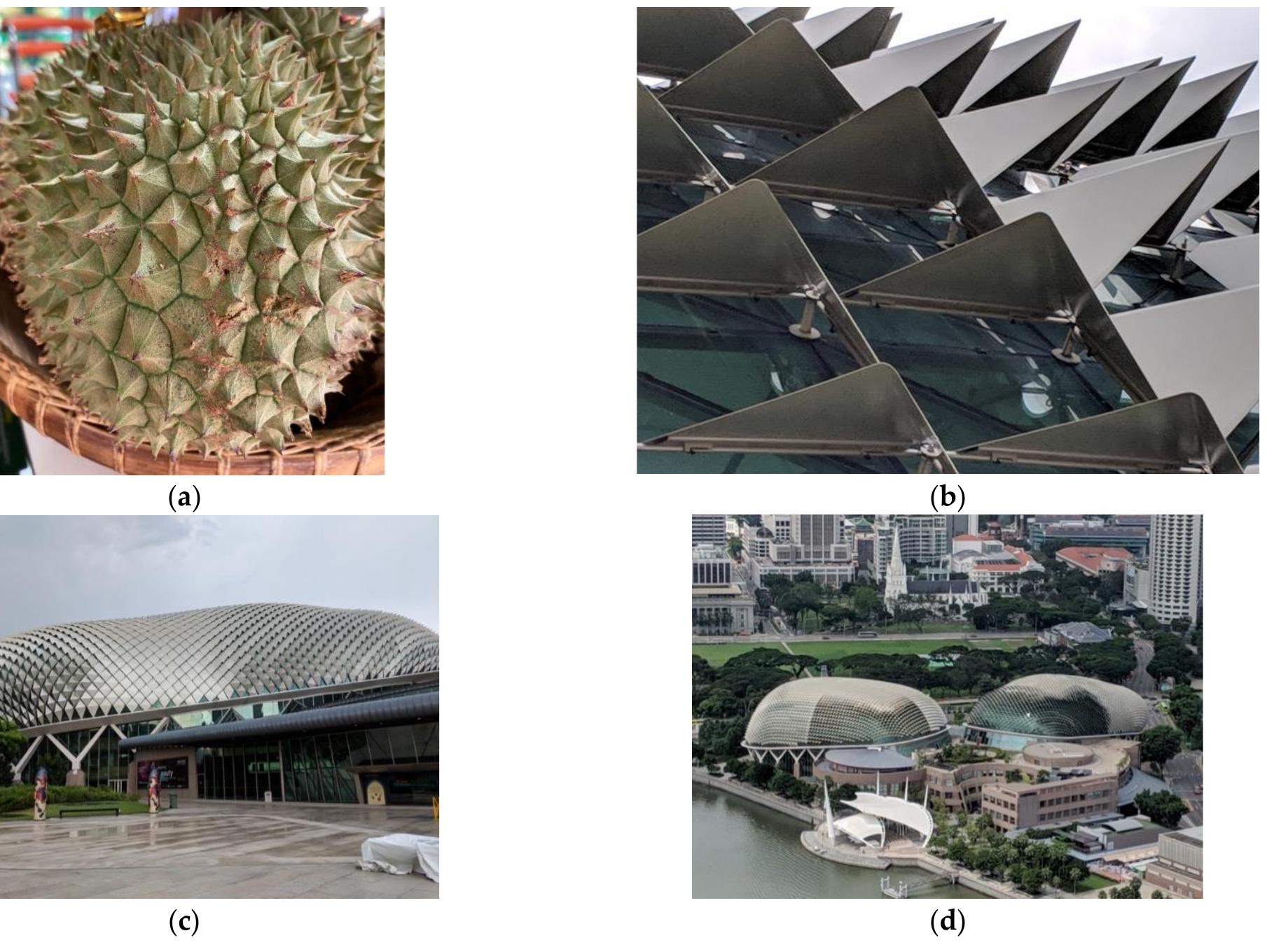 Figure 3. The Esplanade Theatres on the Bay, Singapore inspired by durian fruit shell characteristics (Durio zibethinus): (a) Durian fruit; (b) Esplanade theatre’s envelope detail; (c) Esplanade theatre building; (d) Esplanade theatre top view. Image (a): reprinted with permission 2021 © Natasha Heil. Image (b-d): reprinted with permission 2018 © Pierre Coté.  Figure 3. The Esplanade Theatres on the Bay, Singapore inspired by durian fruit shell characteristics 