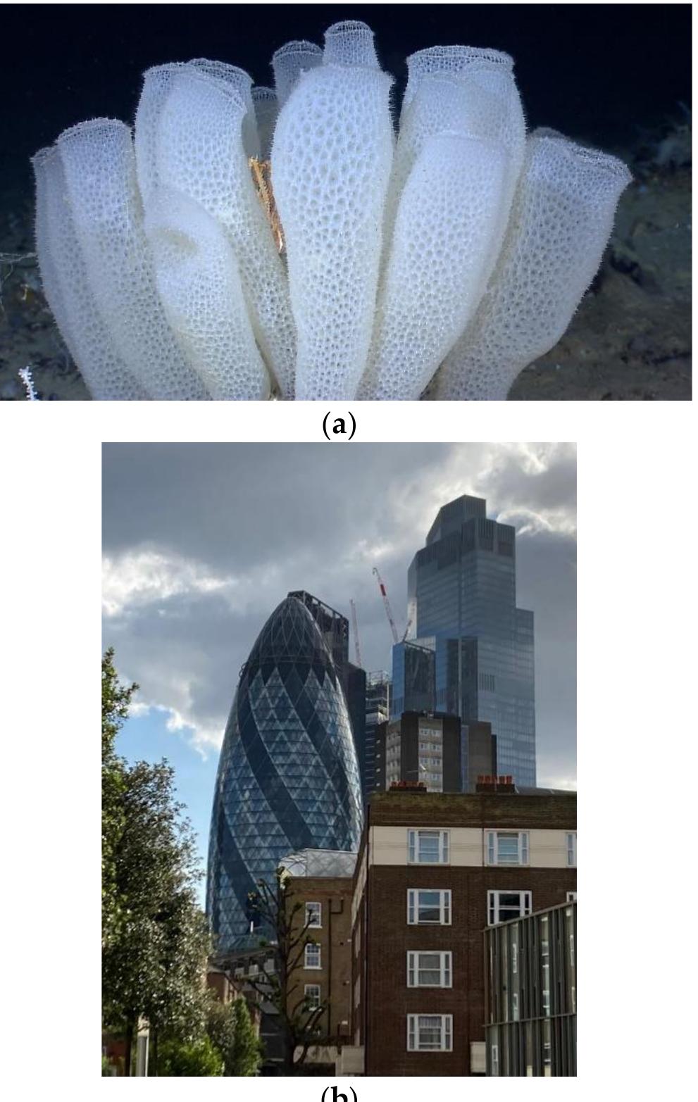Figure 4. Swiss Re Building (Gherkin) inspired by Venus’ flower basket (Euplectella aspergillum): (a) Venus’ flower basket under the ocean; (b) Swiss Re Building, London. Image (a): Wikipedia. Image. 