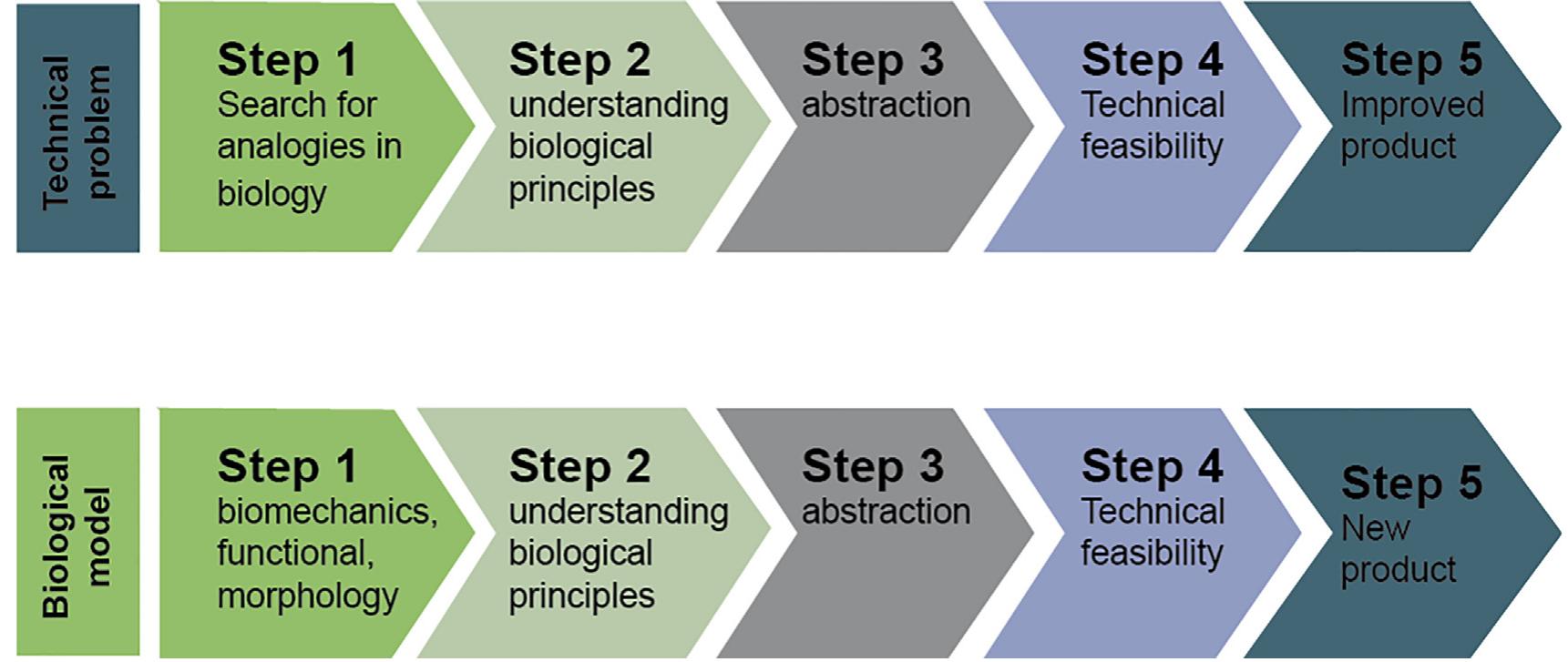 Fig. 1. Biomimetic design process. (a) technology pull, (b) biology push. Adapted with permission from ISO standard 2015:18458 [2] 