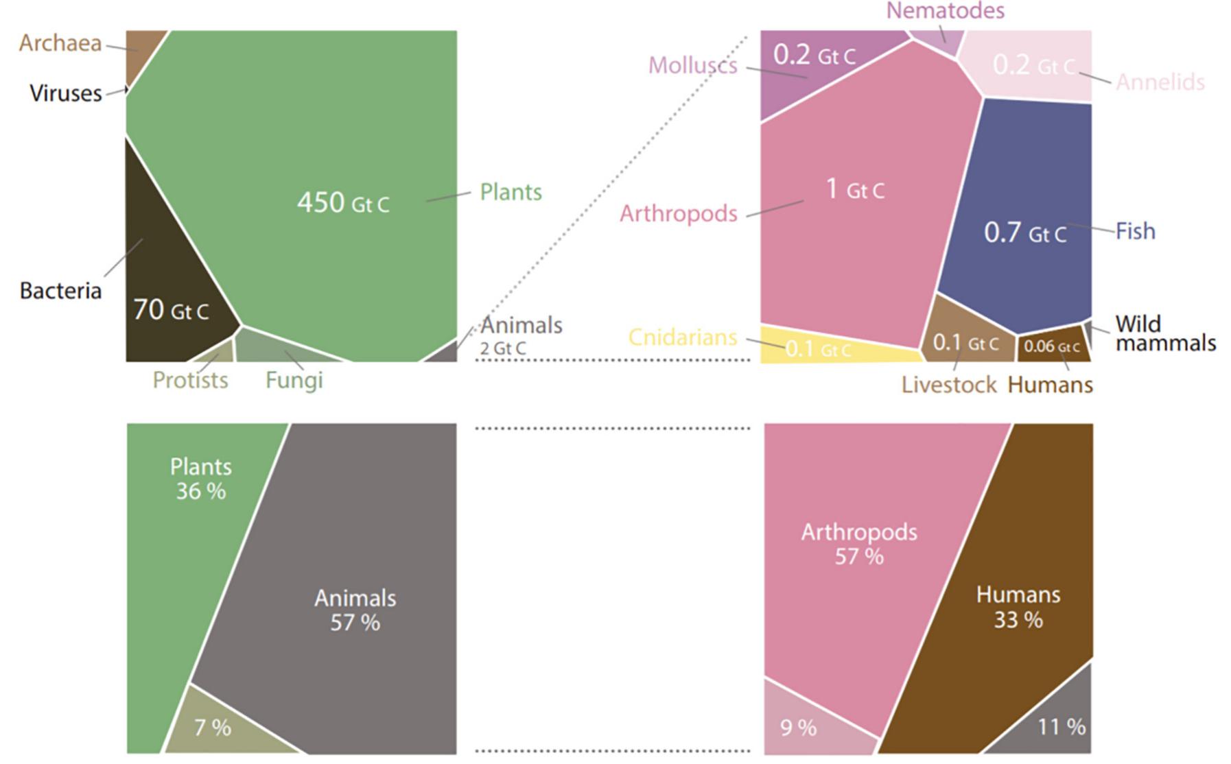 Fig. 5. Compariaison of the 19 Bio-BS with biomass distribution. (A) Distribution of the estimated biomass on earth in gigatons of carbon (GT C), reproduced and adaptec from [112](B) Distribution in percentage of the biological models which inspired the 19 Bio-BS. Credits: CC-BY-SA Estelle Cruz 