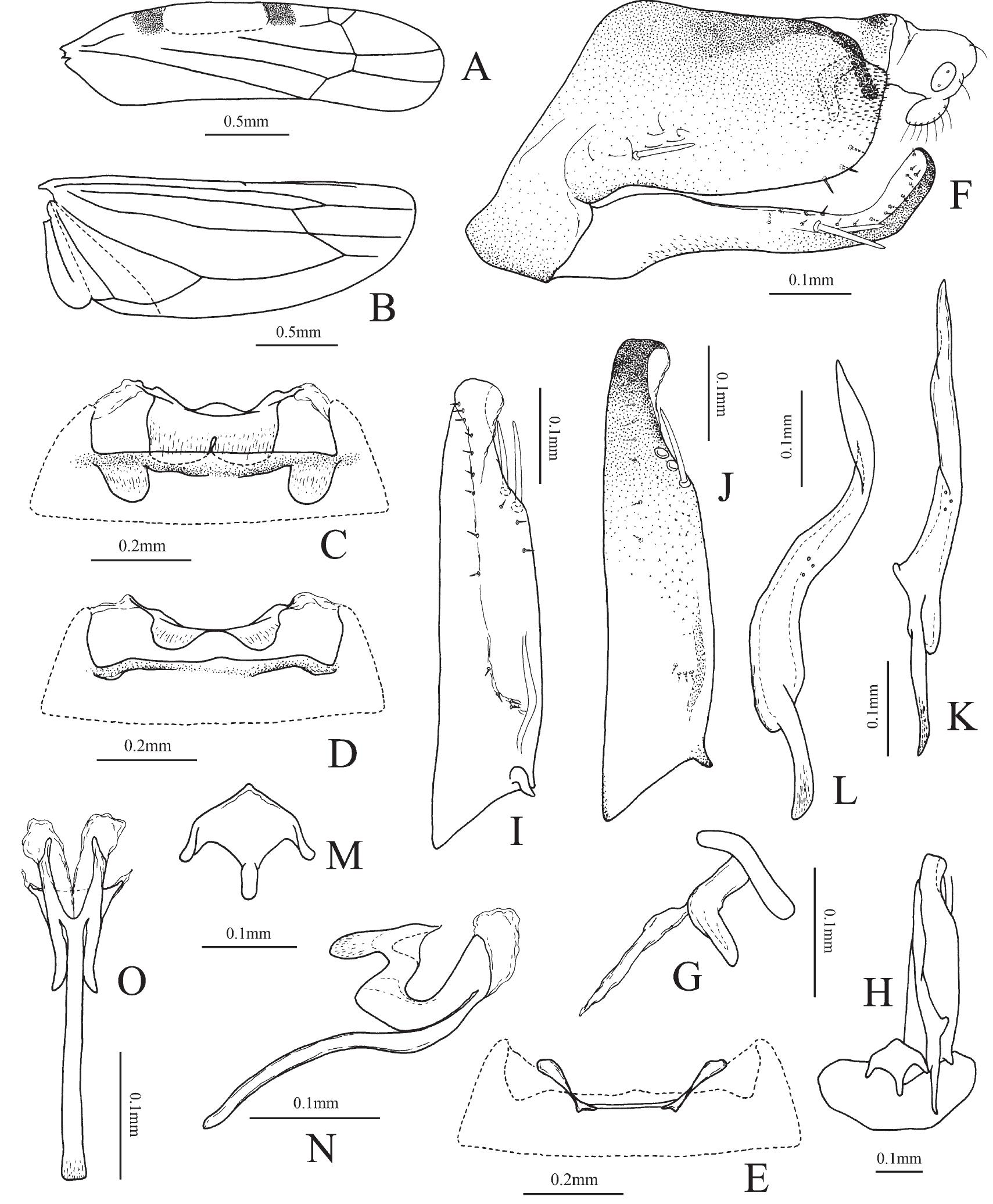 Gladkara bifida sp. nov. a— apodemes 2s; b — genital