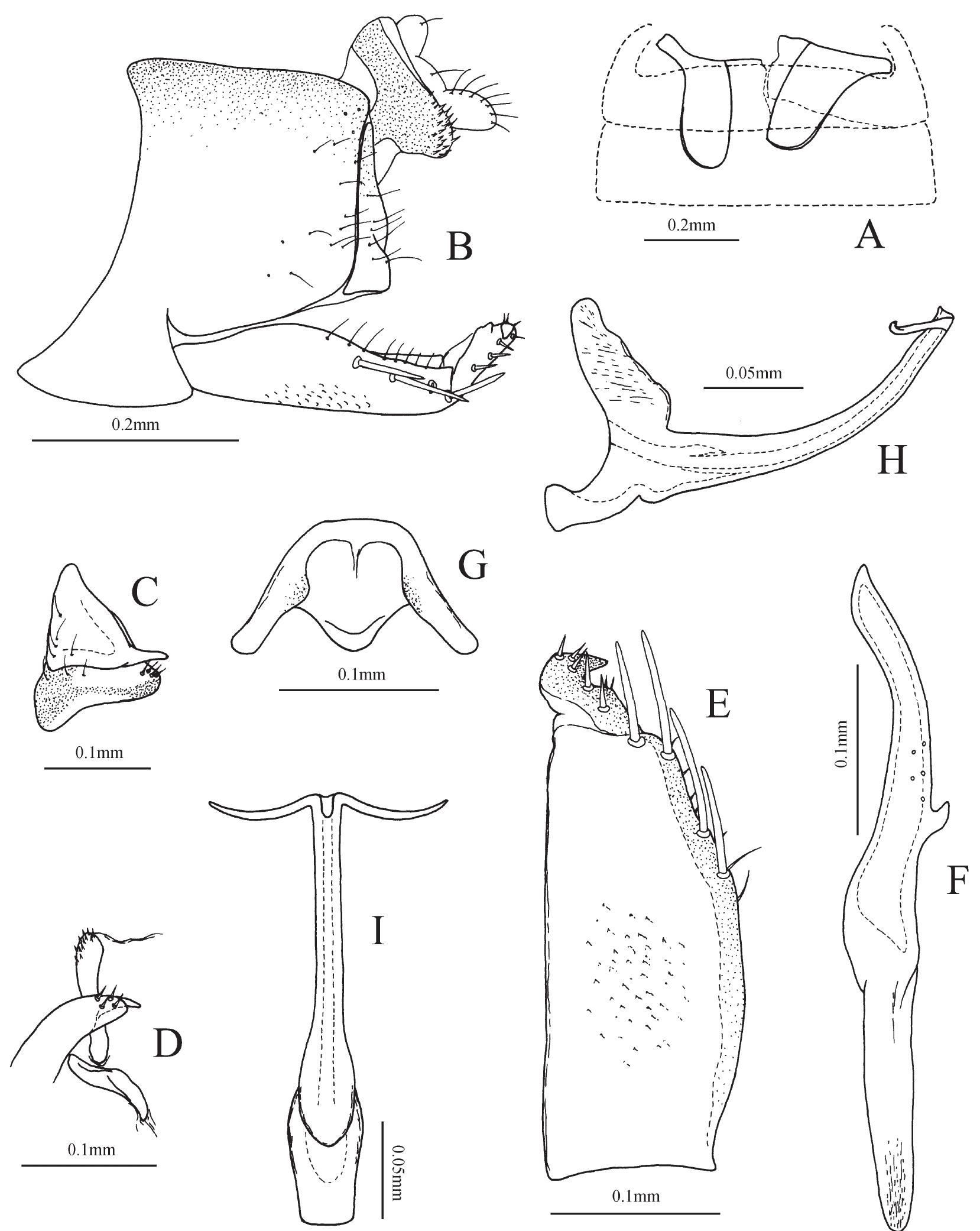 Thapaia tibetensis sp. nov. a— apodemes 2s; b — genital