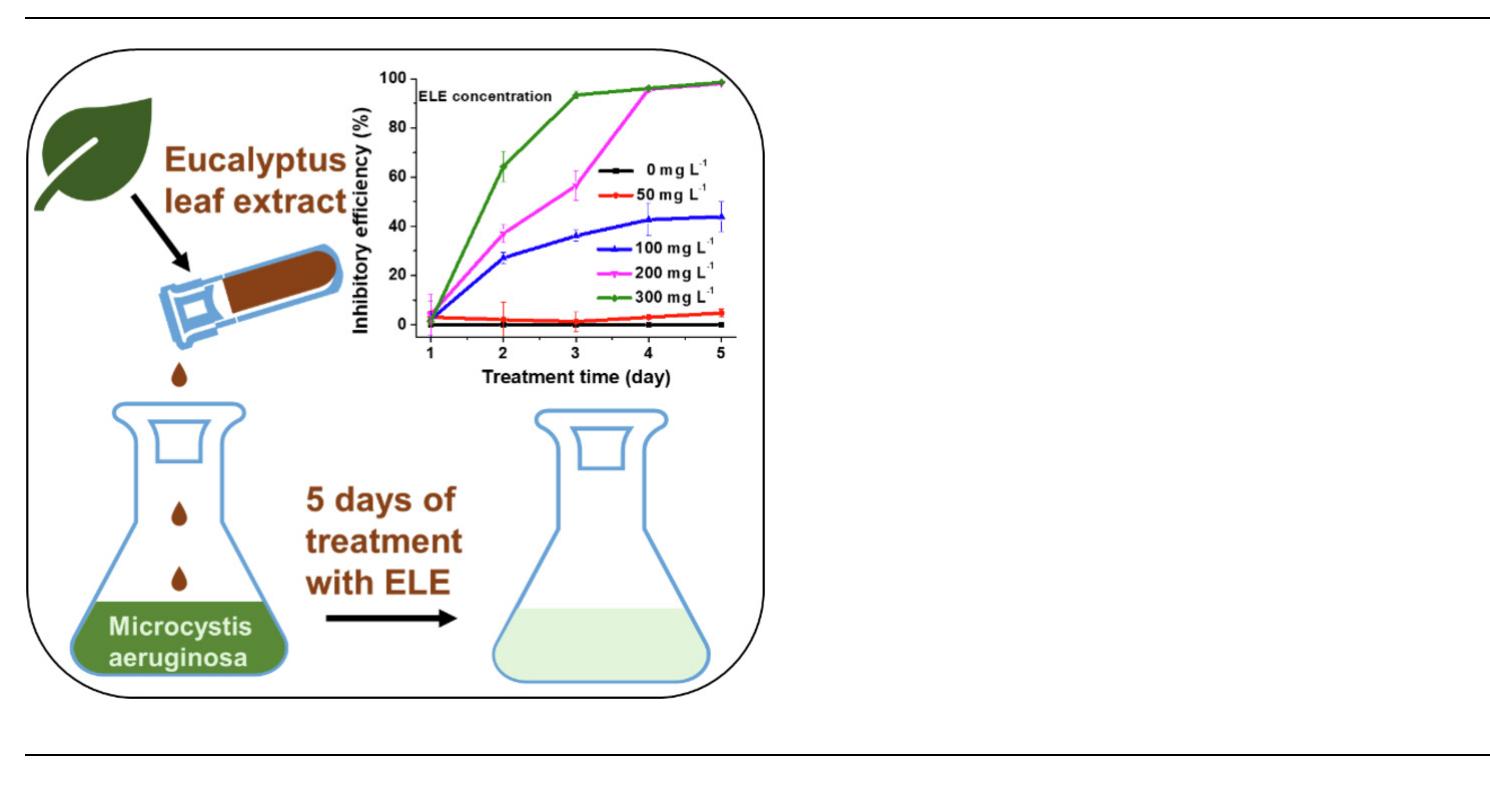 Microcystis aeruginosa (M. aeruginosa), as the dominant algae in eutrophic water bodies, has caused a serious harm to the local eco-environment. A biological tool, employing allelopathic inhibitory of eucalyptus to control M. aeruginosa, has been receiving tremendous attention. This work presents the results of the allelopathic inhibitory effects of eucalyptus (Eucalyptus grandis x E.urophylla ‘GLGU9’) ex- tracts of roots (ERE), stems (ESE), and leaves (ELE) on culture solutions of M. aeruginosa and its eco- physiological mechanism. The inhibitory effects of the extracts on the growth of M. aeruginosa varied greatly with ELE exhibiting the highest level of potency. Modes of action by which ELE inhibited M. aeruginosa growth were established. They involved reduction in photosynthesis, disruption of the cell membrane integrity, and inhibition of esterase activities of the cyanobacterial cells. However, ELE did not exhibit any gradients of toxicity towards zebrafish nor Washington grass plant. Species abundance and diversity in the systems remained likewise unaffected by ELE. The synergistic interaction between ELE and single-component allelochemicals (e.g., gallic acid and berberine) was ascribed to the increase in efficacy of allelochemicals in the various systems. The results of this study provide an underlying, novel, and attractive approach for controlling the growth of M. aeruginosa in aquatic environments.  * Department of Environmental Science and Engineering, Fudan University, Shanghai, 200433, PR China > Department of Environmental Science, Mount Royal University, Calgary, AB, T3E 6K6, Canada  Nei Zhao °, Zheng Zheng * ’, JunLei Zhang °, Saint-Fort Roger °, XingZhang Luo * 