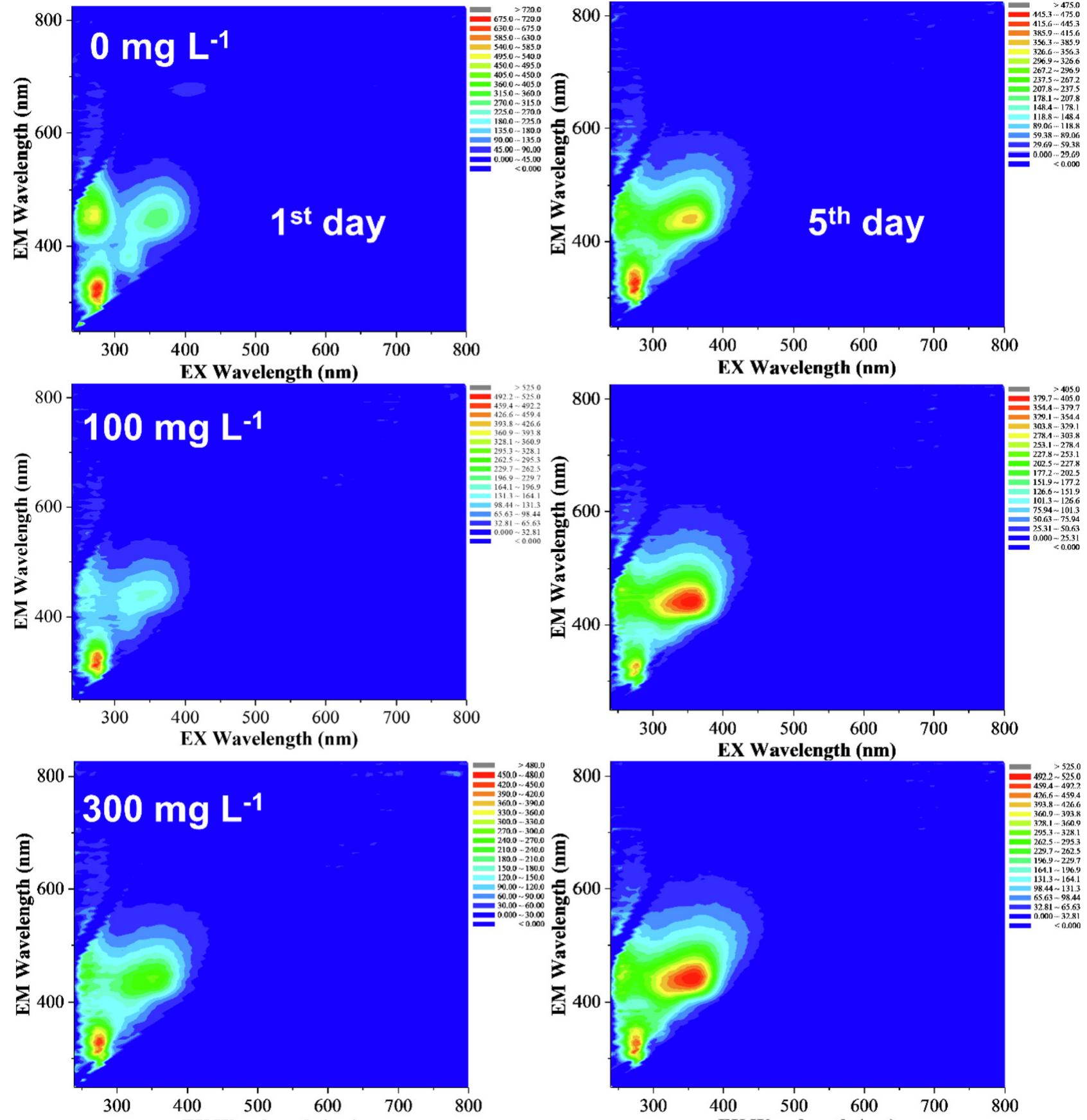 Fig. 8. Fluorescence EEM spectra for M. aeruginosa after 1 and 5 days of treatment by different ELE dosage.  Three dimensional EEM fluorescence spectra of  M. aeruginosa  after 1 and 5 days of treatment by varying ELE dosage (0, 100, and 300 mgL~') are shown in Fig. 8. EEM fluorescence spectra of M. aeruginosa after 1 day of treatment mainly reflect the peaks  On the other ELE, the EEM  peaks located  belonging to protein-like substances (e.g., trypto ocated near the excitation/emission wavelength o hand, it was found that after 5 days of treatment by fluorescence spectrum of M. aeruginosa appeared to be similar to the control and therefore exhibited pea protein-like substances. When ELE dosage was 100 the EEM fluorescence spectra of M. aeruginosa exhibited mainly the  near the excitation/emission wave  phan, tyrosine f 280/310 nm).  ks attributed to or 300 mgL“!,  ength of 350/  450nm range, which may be associated with humic-like sub-  stances. Based  on these findings, one can deduce that the 100 and  300 mg L"! ELE dosage to the culture containing M. aeruginosa not 