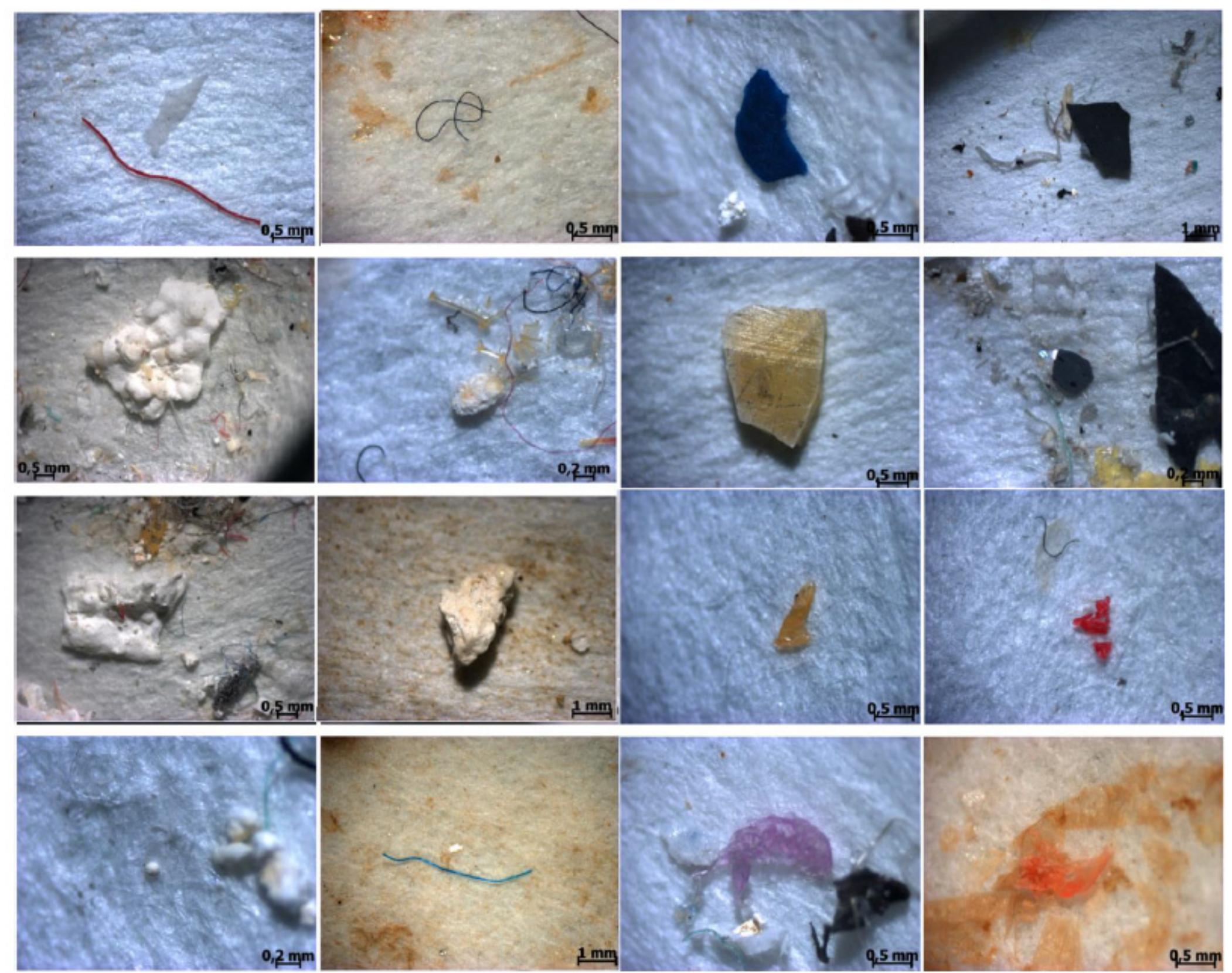 Figure 2 - from Microplastics in Freshwater River in Rio de