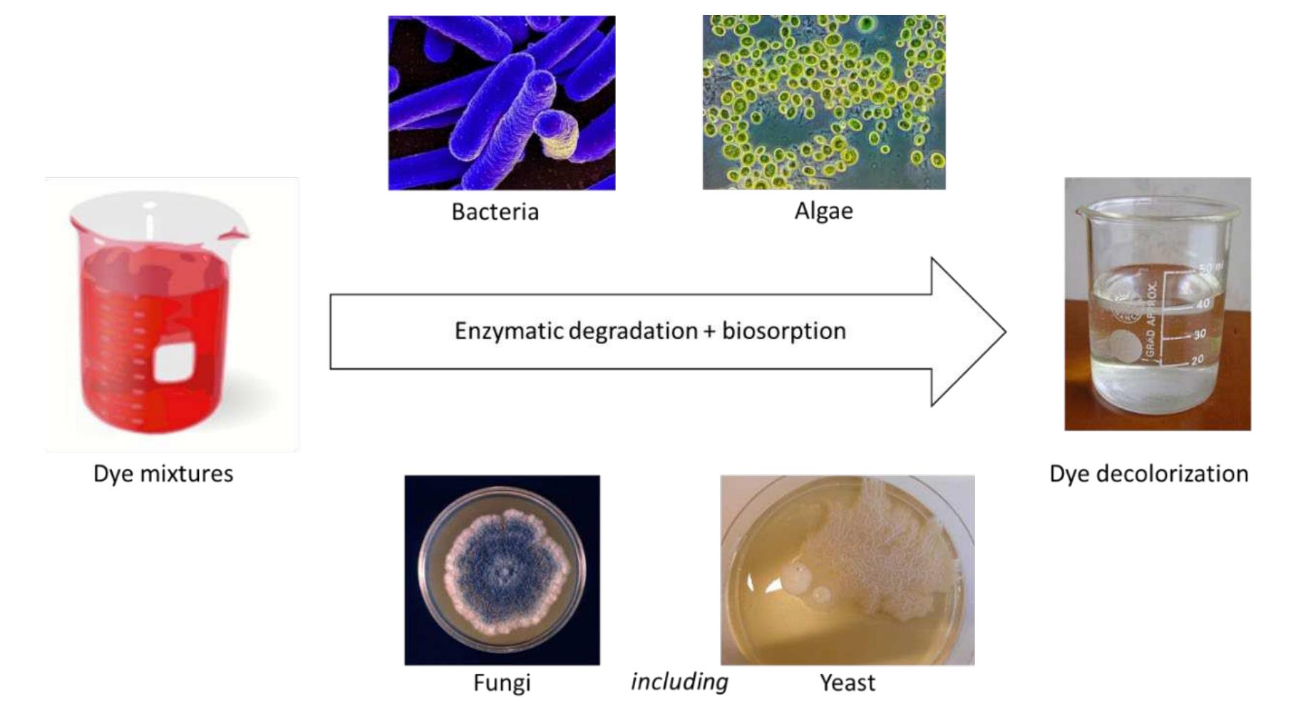 Decolorization Process (PDF) Biological Removal of Dyes from Wastewater: A Review of Its ...