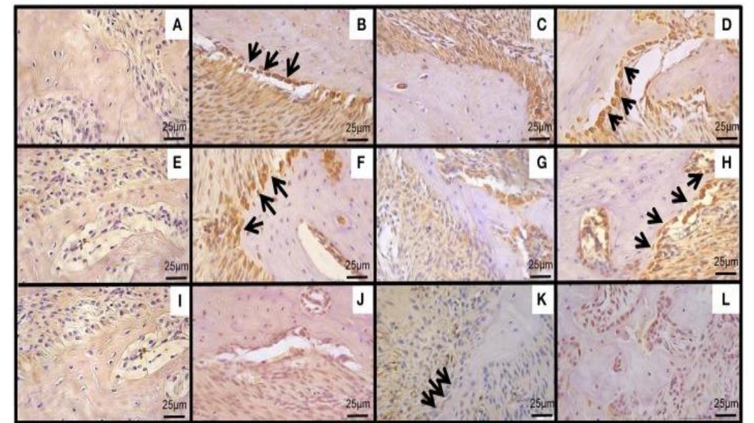(PDF) DESCRIPTION, IDENTIFICATION & PHARMACOLOGICAL ACTION OF CALENDULA ...