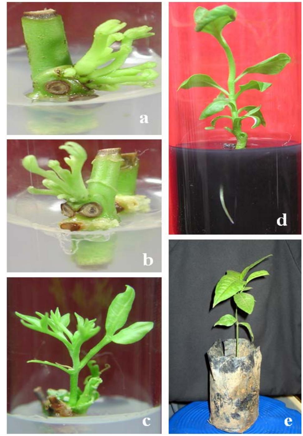 (PDF) In vitro propagation of Aegle marmelos (L.) corr., a medicinal ...