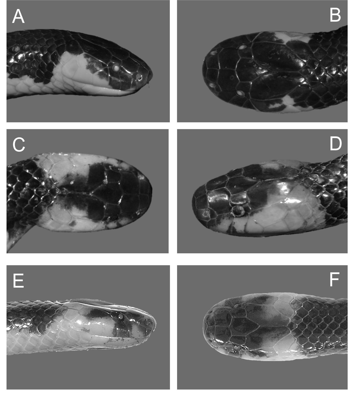 (PDF) A new colour morph of Calliophis bibroni (Squamata: Elapidae) and ...