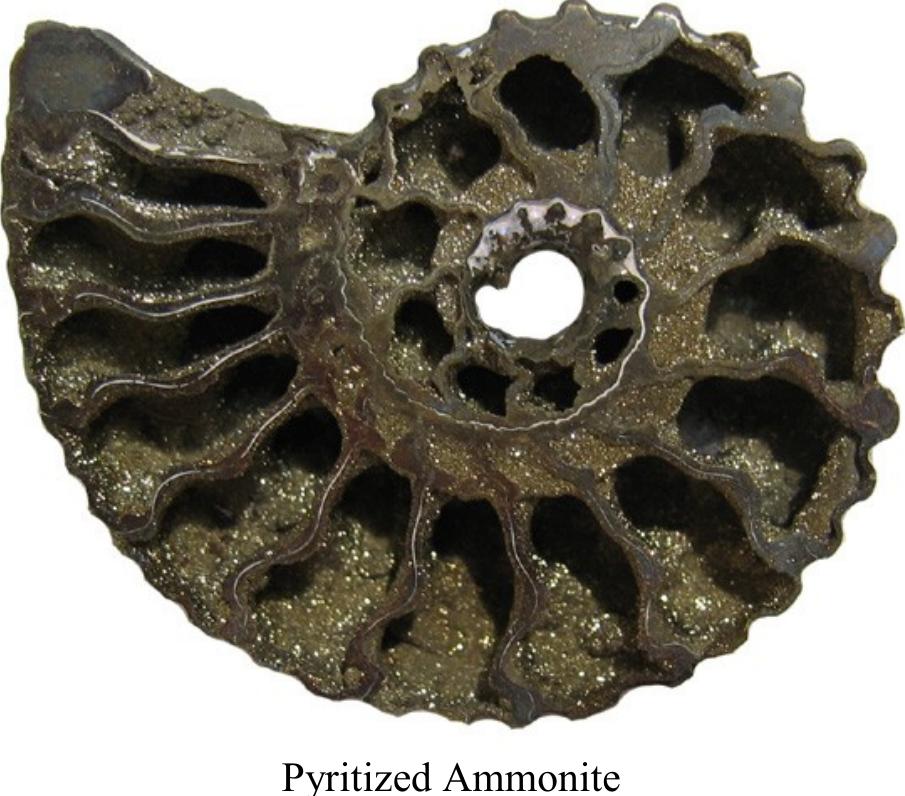 (PDF) Fossils