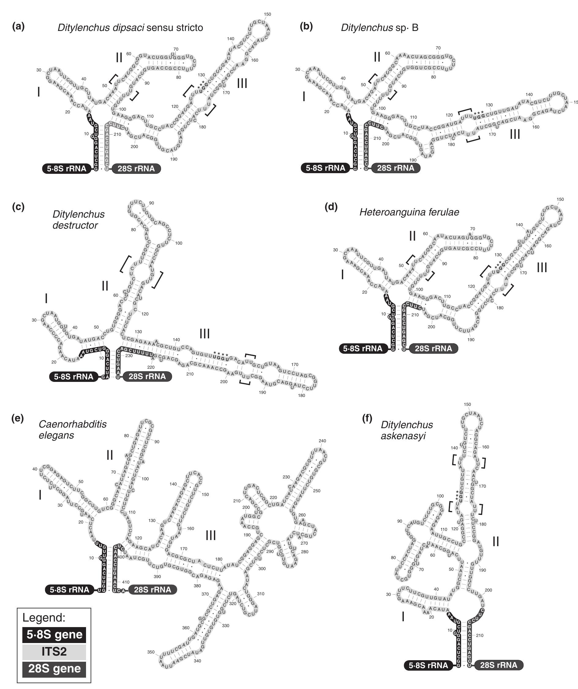 Its2 Structure (PDF) Bioinformatics-assisted characterization of the ITS1-5·8S-ITS2 ...