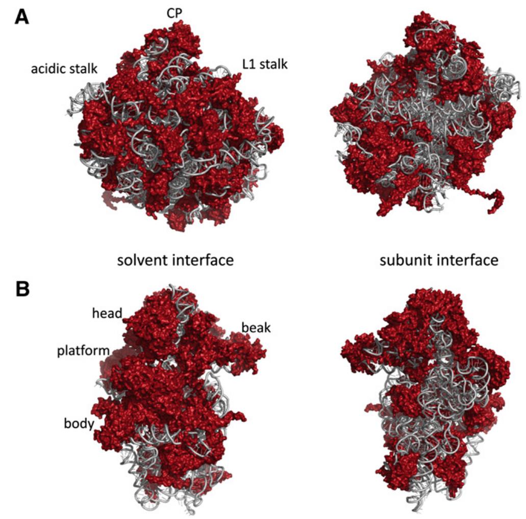 (PDF) Ribosome Biogenesis in the Yeast Saccharomyces cerevisiae