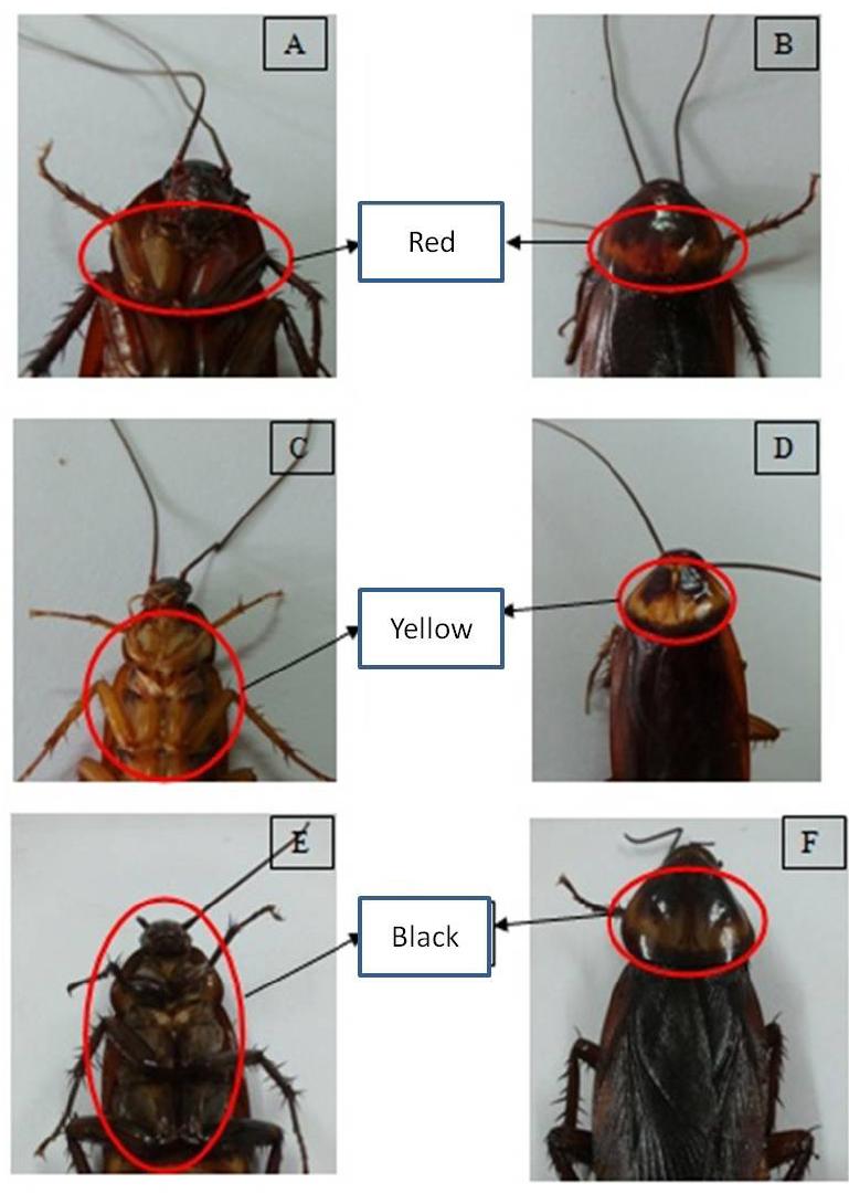 American cockroach Research Papers - Academia.edu