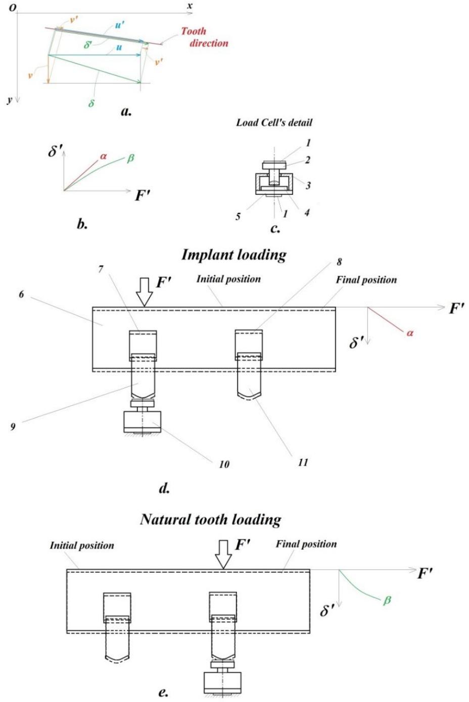 Figure 4. Supplementary details on the analyzed phenomenon: (a)—projections’ calculi; (b)—linear-, as well as curvilinear characteristic curves; (c)—load cell’s detail; (d)—plan-parallel movement of the  teeth when the implant is loaded; (e)—plan-parallel movement of the teeth when the natural tooth is loaded.  The longitudinal axis of the analyzed tooth (marked with the red line; “tooth direc- tion”) forms an angle with the horizontal axis xO of the camera (Figure 4a). In principle, the displacements (u,v) of the point P(0) on the tooth through the resulting displacement vector 6 = Vu* + v* (marked with the green line in Figure 4a) must be projected in the direction of the tooth, giving the projection 0”. 