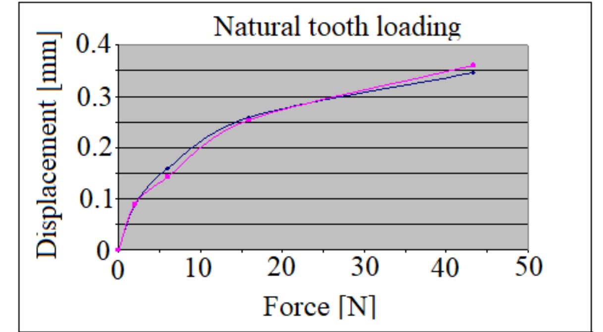Figure 12. The relative displacements of the crowns during the natural tooth’s loading. 