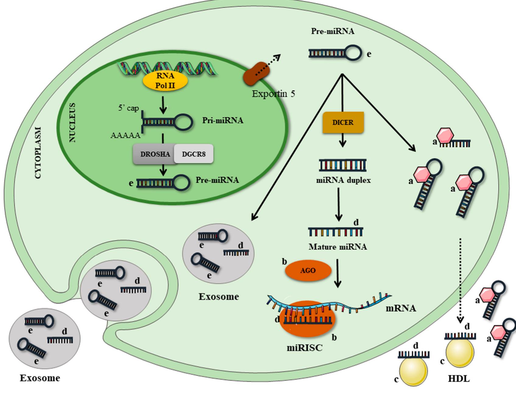 (PDF) Nutrimiromics: Role of microRNAs and Nutrition in Modulating ...