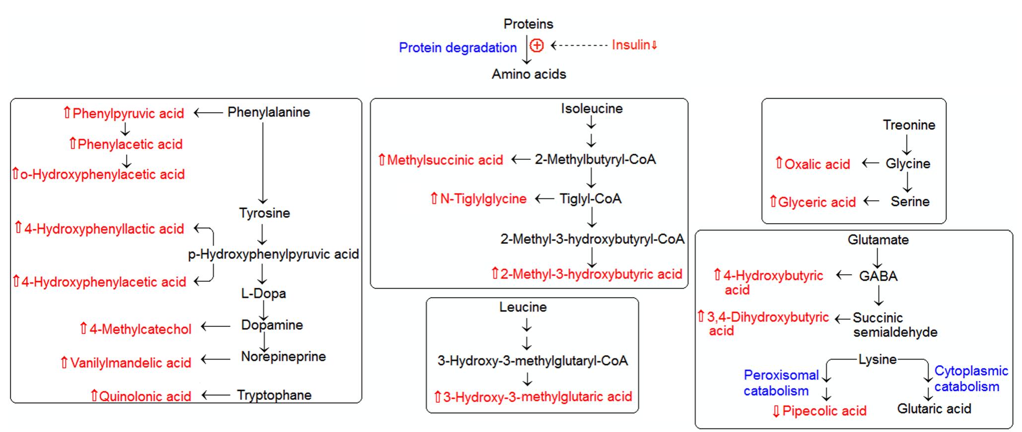 Fig. 2 Amino acid metabolism of the identified urinary metabolite markers. These markers are indicated as either increased (up arrow) o decreased (down arrow) in the treatment failure group comparetively  *mg/g milligram per gram, PLS—DA partial least squares—discriminant analysis, V/P variable influence on the projection 
