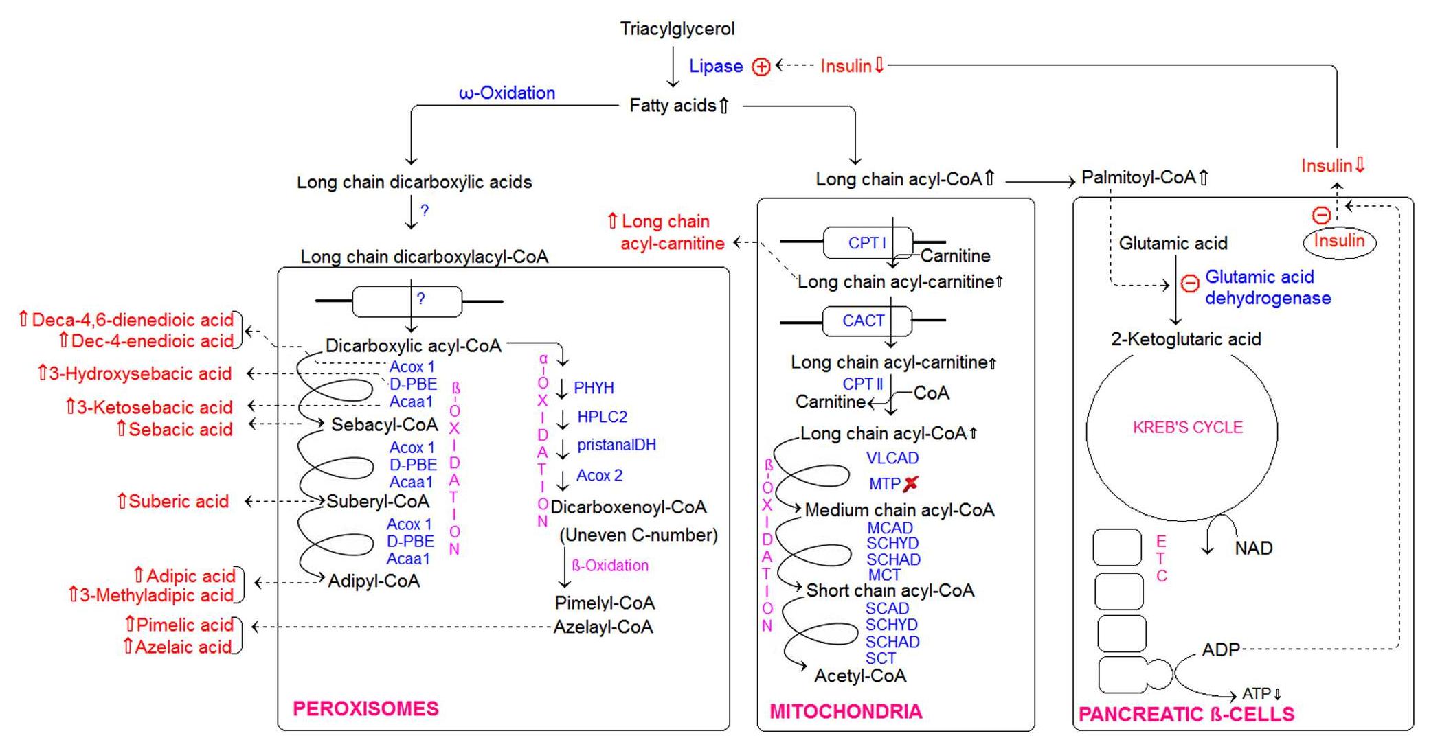 short chain hydroxyacyl-CoA dehydrogenase, MTP mitochon- drial trifunctional protein, SCYD short chain enoyl-CoA hydratase, MCT medium chain 3-ketoacyl-CoA thiolase, SCT medium chain 3-ketoacyl-CoA thiolase, ACOX J acyl-CoA oxidase 1, ACOX 2 acyl- CoA oxidase 2, D-PBE peroxisomal bifunctional enzyme, ACAA/ 3-ketoacyl-CoA thiolase, PHYH Phytanoyl-CoA hydroxylase, HPLC2 Unknown, pistanalDH pristanaldehyde dehydrogenase  Fig. 3 Fatty acid oxidation of the identified urinary metabolite mark- ers, which are either increased (up arrow) or decreased (down arrow) in the treatment failure group comparetively. CPT / carnitine palmi- toyltranferase 1, CPT II carnitine palmitoyltransferase 2, CACT car- nitine—acylcarnitine translocase, VLCAD very long chain acyl-CoA dehydrogenase, MCAD medium chain acyl-CoA dehydrogenase, SCAD short chain acyl-CoA dehydrogenase, M/SCHAD medium/  acylcarnitines, hence their absence in Table 1, we did a further ultra-performance liquid chromatography (UPLC) (Van Aardt et al. 2016) urinary acylcarnitine analysis (Venter et al. 2015), and found significantly elevated pal- mitoylcarnitine (C,,¢) in the urine of the treatment fail- ure group comparatively (136.19 vs. 58.22 mmol/L; P=0.0095). Additionally, although not statistically sig- nificant, the total short chain acylcarnitines were compara- tively decreased in the treatment failure group (8.77 vs. 2.75 mmol/L; P=0.2298). Free carnitine (Cy) was also decreased (0.64 vs. 2.58 mmol/L; P=0.4329), as expected in such deficiencies, because these remain bound to the LCFAs and are unable to cross the mitochondrial mem- brane. Considering this diagnostic metabolite profile, a MTP deficiency or abnormality is suggested to occur in the treatment failure group (see Fig. 3). MTP mutations are estimated at a prevalence of approximately 1:75 000 (Garg and Dasouki 2006), and according to unpublished results of the Potchefstroom Laboratory for Inborn Errors of Metabolism (PLIEM), may be as high as 1 in 100 for a mutation in any of the seven enzyme/protein systems men- tioned above. Additional evidence for this, is the serum carnitine deficiencies previously reported in 47.7% of all TB-positive patients (Hatamkhani et al. 2014), which are  processes, and affect various activities including cell apoptosis, monocyte adhesion, platelet aggregation, and regulation of immune responses (Hasanally et al. 2014). Interestingly, however, the presence of these metabolites in urine are also used to distinguish between individuals with inherited defects of the following long-chain fatty acid (LCFA) transport-associated enzymes: (a) carnitine palmitoyltransferase 1 (CPT-1), (b) carnitine palmitoyl- transferase 2 (CPT-2), (c) translocase (TL), (d) very-long- chain acyl-coenzyme A (CoA) dehydrogenase (VLCAD) or (e) any of the three enzymes making up the mitochon- drial trifunctional protein (MTP); long chain 2-enoyl-Co A hydratase, long-chain 3-hydroxyacyl-CoA dehydro- genase and 3-ketoacyl-CoA thiolase (Sim et al. 2002; Garg and Dasouki 2006). A CPT-1 deficiency results in reduced C,,—C,, acylcarnitines and increased free carni- tine, a CPT-2, TL or VLCAD deficiency results in both elevated long chain acylcarnitines and dicarboxylic acids with reduced free carnitine, and a MTP deficiency (on any of its three associated enzymes) results in elevated long chain acylcarnitines, dicarboxylic acids and 3-hydroxy fatty acids with reduced free carnitine (Garg and Dasouki 2006). Since the organic acid extraction method used in this study was not suited for the extraction or detection of 