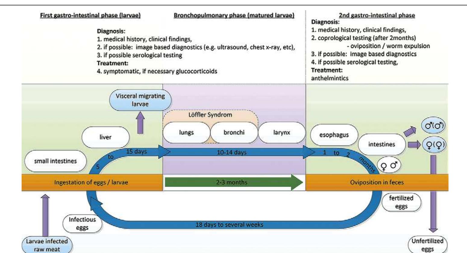 Life cycle of a. lumbricoides. the life cycle is divided
